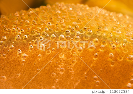 Macro yellow bubble texture,Yellow bubbles and drops of oil background . Yellow water bubbles wallpaper,Golden yellow abstract oil bubbles or face serum background. Oil and water bubbles macro photogr 118622584