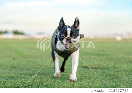 ボールで遊ぶボストンテリア ボールで遊ぶボストンテリア 118622785