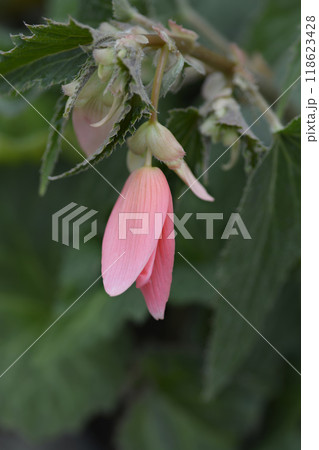 Begonia San Francisco 118623428