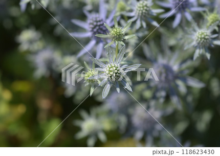 Sea Holly Blue Hobbit 118623430