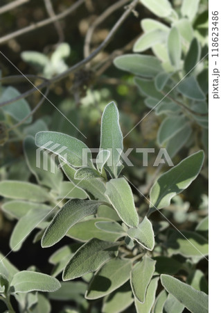 Jerusalem sage Jerusalem sage 118623486