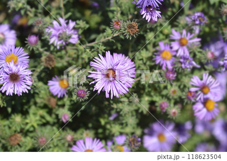 New England aster Barrs Pink New England aster Barrs Pink 118623504