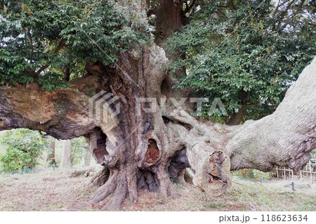 千葉県君津市　賀恵淵の椎 118623634