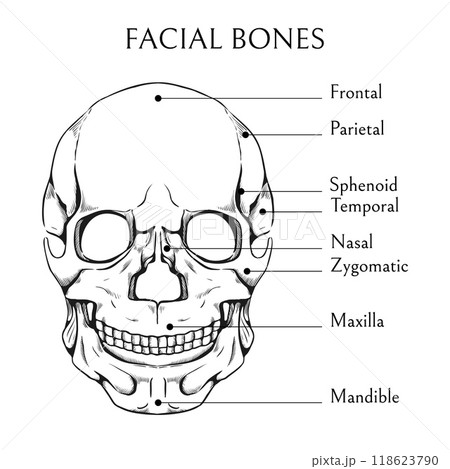 Hand drawn facial bones. Human skull sketch. Medical educational banner. Skeleton diagram. Medicine encyclopedia. Cranium skeletal structure. Inscription text. Vector anatomy poster 118623790