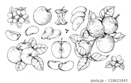 Vintage apple. Fruit food and flower blossom, old retro plant leaf sketch style drawing. Botany harvest art for encyclopedia hand drawn. Vector isolated elements and botanical composition set 118623845