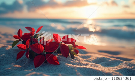 Christmas festive poinsettia plant in sand beach 118624361