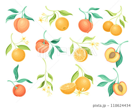 Peach and Orange Fruit Branch with Leaf and Juicy Fruit Vector Set Peach and Orange Fruit Branch with Leaf and Juicy Fruit Vector Set 118624434