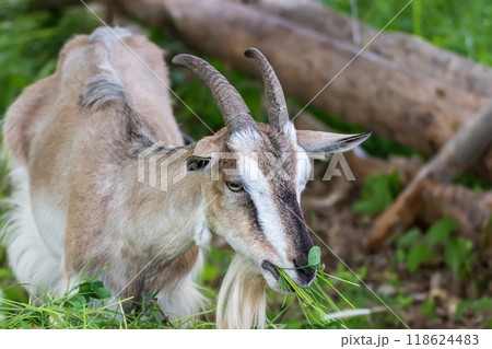 Adult village goat Adult village goat 118624483