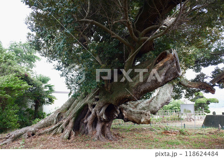 千葉県君津市 賀恵淵の椎 千葉県君津市 賀恵淵の椎 118624484