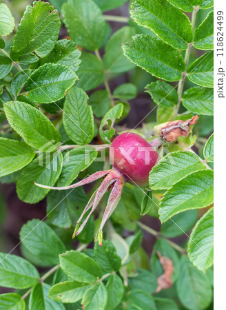 Rosehips 118624499