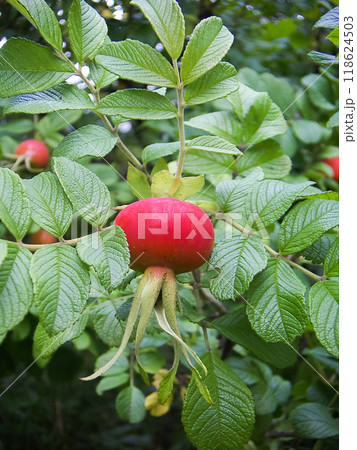 Rosehips 118624503