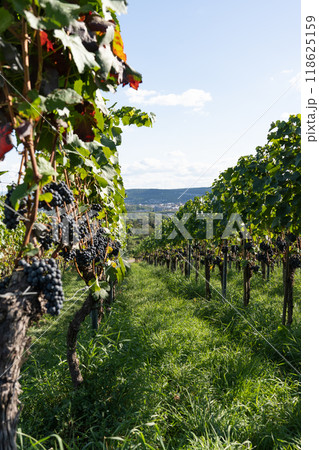 Well-tended rows of grapevines with ripe grapes in Germany. 118625159