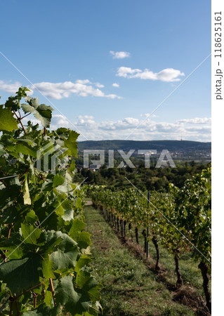 A vertical photo of vineyards with a beautiful landscape in the background. A vertical photo of vineyards with a beautiful landscape in the background. 118625161