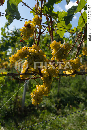 A bunch of white grapes between the grape leaves in a vineyard. 118625165