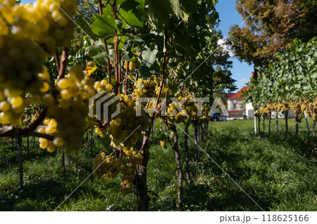 Ripe white grapes hanging on vine in vineyard at sunny day, harvest season. 118625166