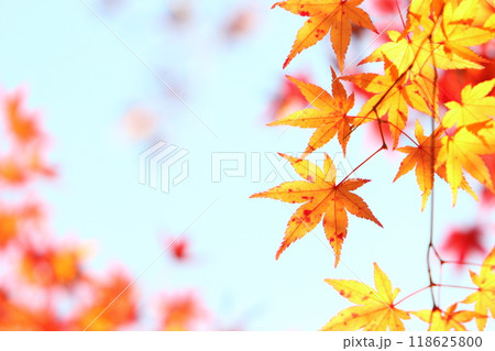 色鮮やかなカエデの紅葉のクローズアップ 【青空背景】 【黄葉】 118625800