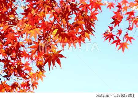 色鮮やかなカエデの紅葉 【青空背景】 118625801