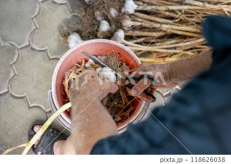 Harvesting garlic: hands trimming freshly dug bulbs in a garden setting. 118626038