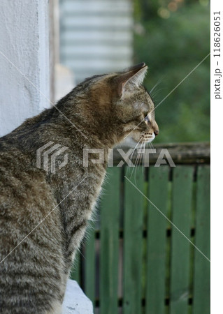 cute tabby cat is sitting on balcony or terrace. Portrait of close-up of brown colored pet.  118626051