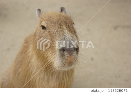 カピバラ 118626071