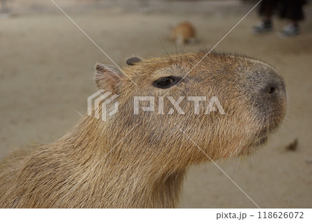 カピバラ 118626072