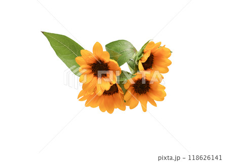 白背景の向日葵の花束 白背景の向日葵の花束 118626141