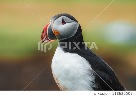 Detailed close-up of an Atlantic puffin in Iceland, showcasing its vivid orange beak and striking black and white plumage against a blurred natural background. Detailed close-up of an Atlantic puffin in Iceland, showcasing its vivid orange beak and striking black and white plumage against a blurred natural background. 118626505