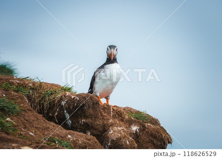 A puffin with black and white plumage and bright orange beak stands on a rocky cliff with green grass, set against a clear blue sky in Iceland. 118626529