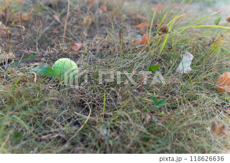 yellow play activity leisure game people lifestyle surface tennis sport bright motion win no ball yellow play activity leisure game people lifestyle surface tennis sport bright motion win no ball 118626636