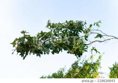acorn tree background leaf branch foliage brown food nature oak green decoration nut plant natural acorn tree background leaf branch foliage brown food nature oak green decoration nut plant natural 118626643