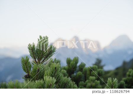 Pine tree branches with beautiful mountain view in background Pine tree branches with beautiful mountain view in background 118626794