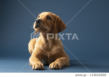 Studio shot of an adorable young golden labrador retriever puppy Studio shot of an adorable young golden labrador retriever puppy 118626800
