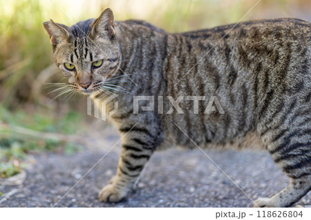 野良猫 野良猫 118626804