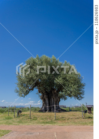 ナガシマファーム「樹齢2000年オリーブ大樹」 ナガシマファーム「樹齢2000年オリーブ大樹」 118626983