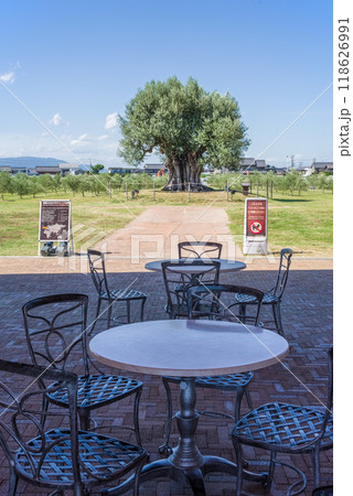 ナガシマファーム「樹齢2000年オリーブ大樹」 118626991