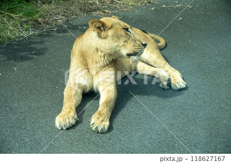 メスライオン 118627167