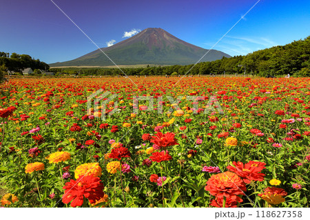 百日草咲く山中湖花の都公園から望む富士山 百日草咲く山中湖花の都公園から望む富士山 118627358