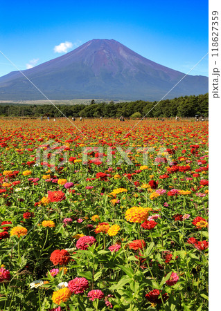 百日草咲く山中湖花の都公園から望む富士山 百日草咲く山中湖花の都公園から望む富士山 118627359