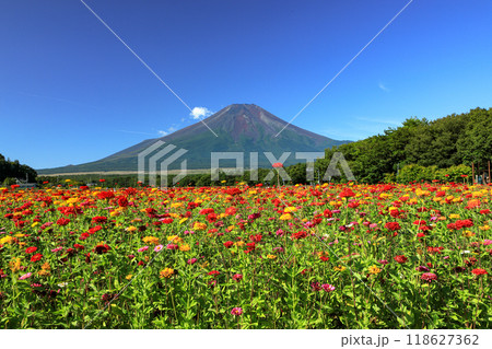 百日草咲く山中湖花の都公園から望む富士山 118627362