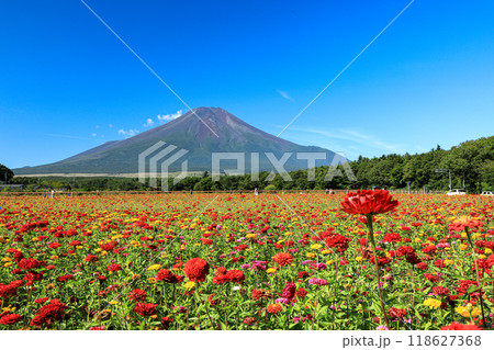 百日草咲く山中湖花の都公園から望む富士山 118627368