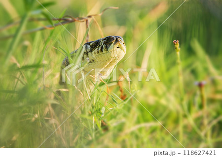 Carpet Python 118627421