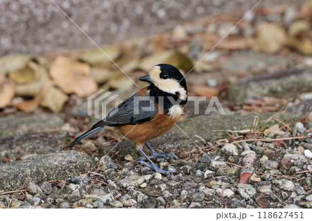 地面で採餌するシジュウカラ科ヤマガラ 地面で採餌するシジュウカラ科ヤマガラ 118627451