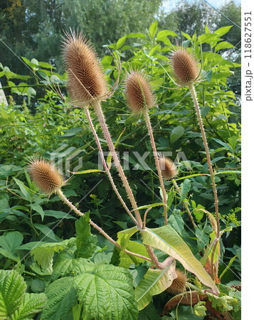 Close up of dry spiky flower heads of Wild teasel or Fuller's teasel or Dipsacus fullonum grown outdoors against green leaves at summer day. Beautiful vertical natural floral background. Close up of dry spiky flower heads of Wild teasel or Fuller's teasel or Dipsacus fullonum grown outdoors against green leaves at summer day. Beautiful vertical natural floral background. 118627551