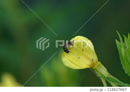 マメ科アレチケツメイの黄色い花と訪花昆虫 マメ科アレチケツメイの黄色い花と訪花昆虫 118627667