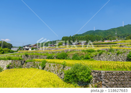 稲刈り前の深野のだんだん田（三重県松阪市） 118627683