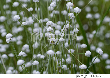 日本固有種ホシクサ科シラタマホシクサ群生 日本固有種ホシクサ科シラタマホシクサ群生 118627806