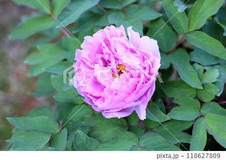 ボタンの花　咲始め 118627809