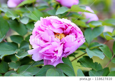 ボタンの花 咲始め ボタンの花 咲始め 118627810