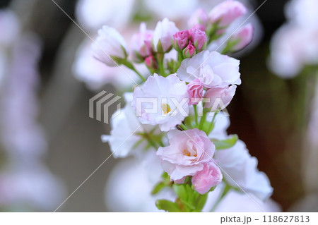 満開 ヤエザクラの花 満開 ヤエザクラの花 118627813