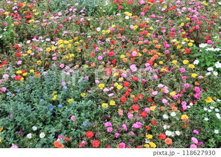 お花畑 お花畑 118627930
